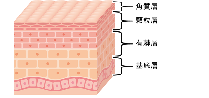 表皮はさらに基底層、有棘層、顆粒層、角質層の４層