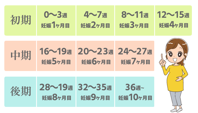 妊娠初期・中期・後期