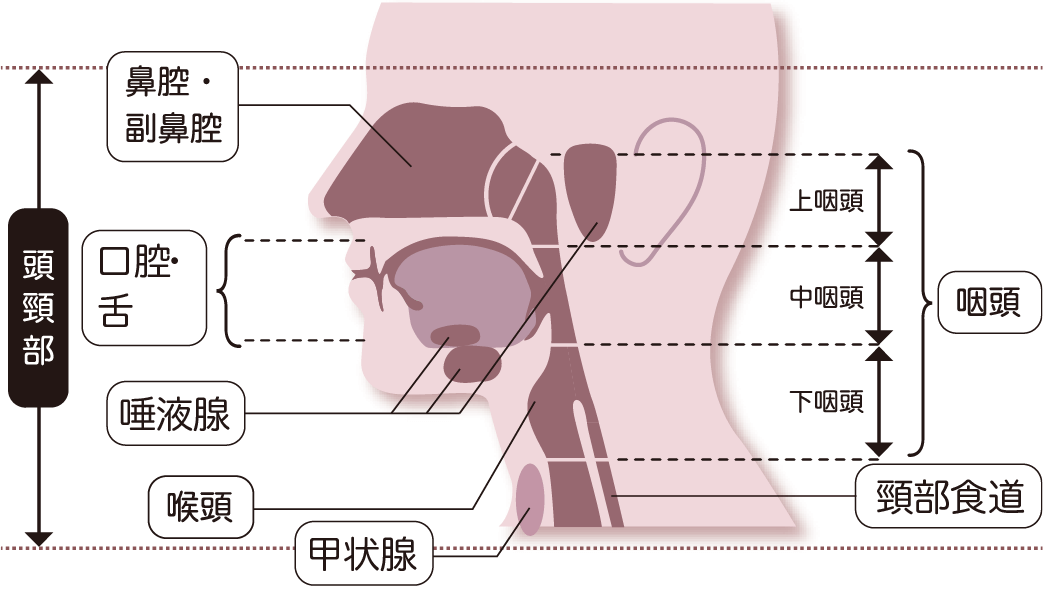 頭頸部（とうけいぶ）